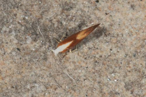 Argyresthia sp.